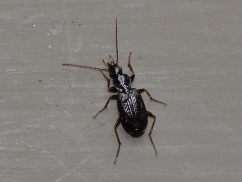 Platynus livens
